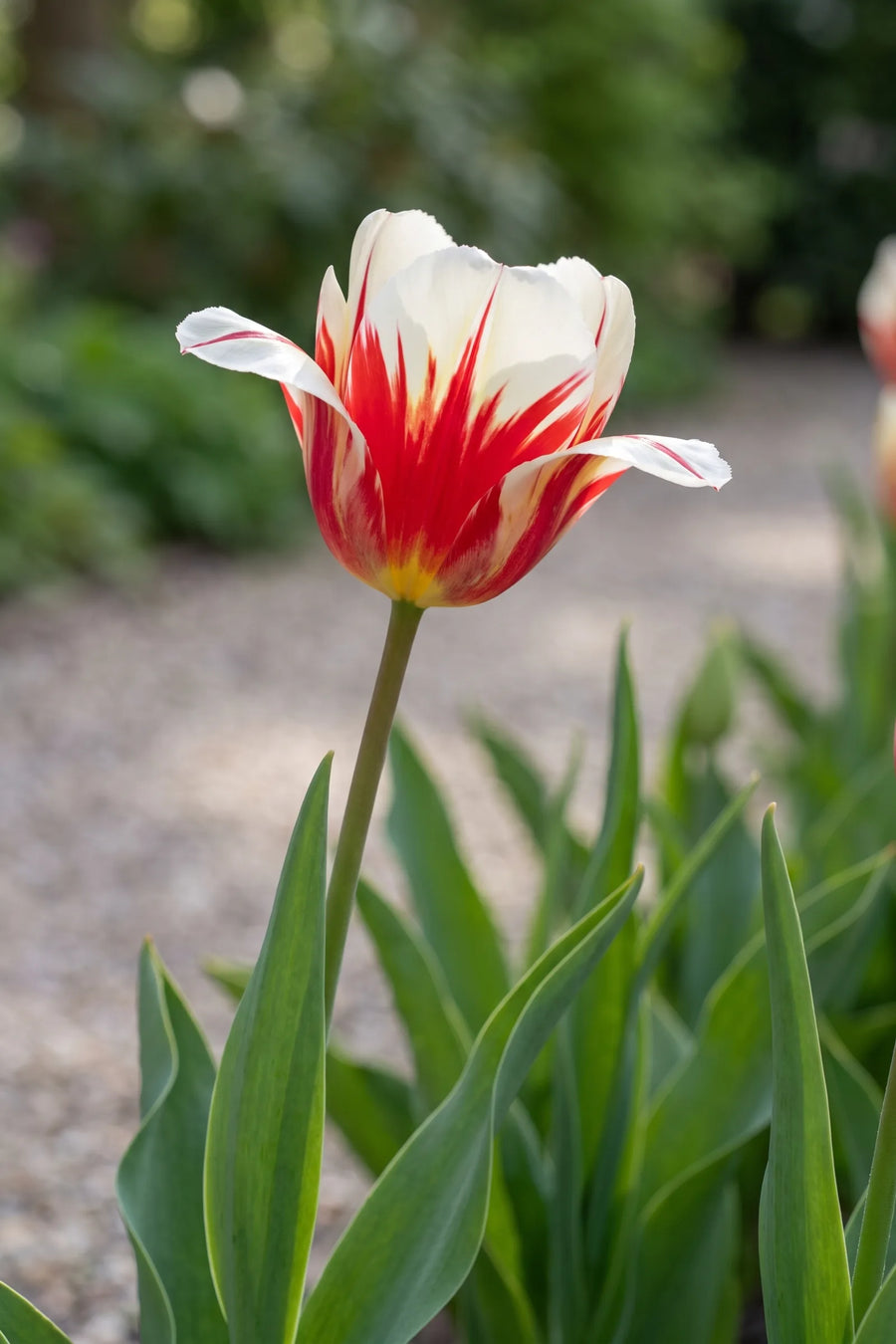 Detail van de bloemblaadjes van Tulipa Carnaval de Rio