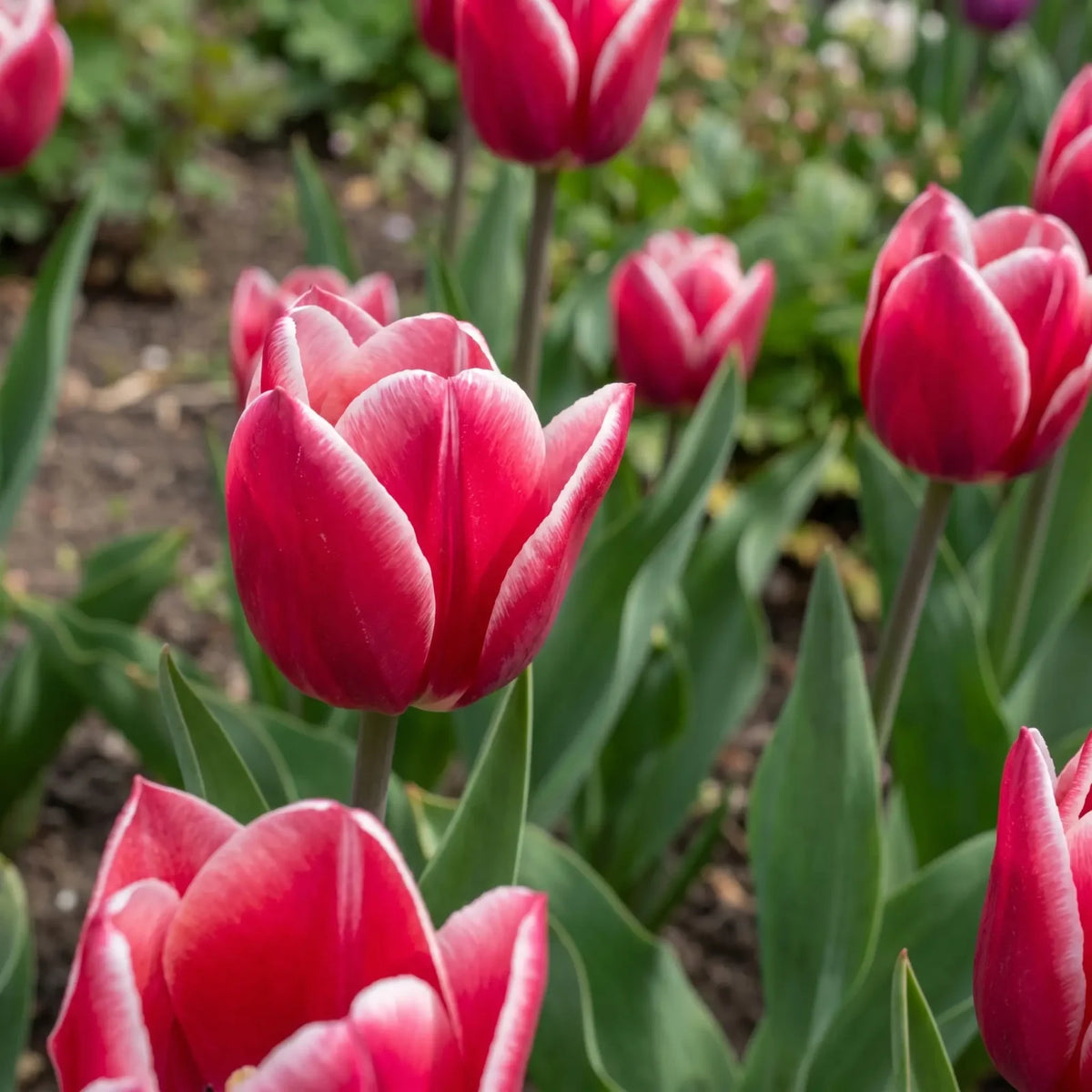 Tulipa Leo Visser playful detail