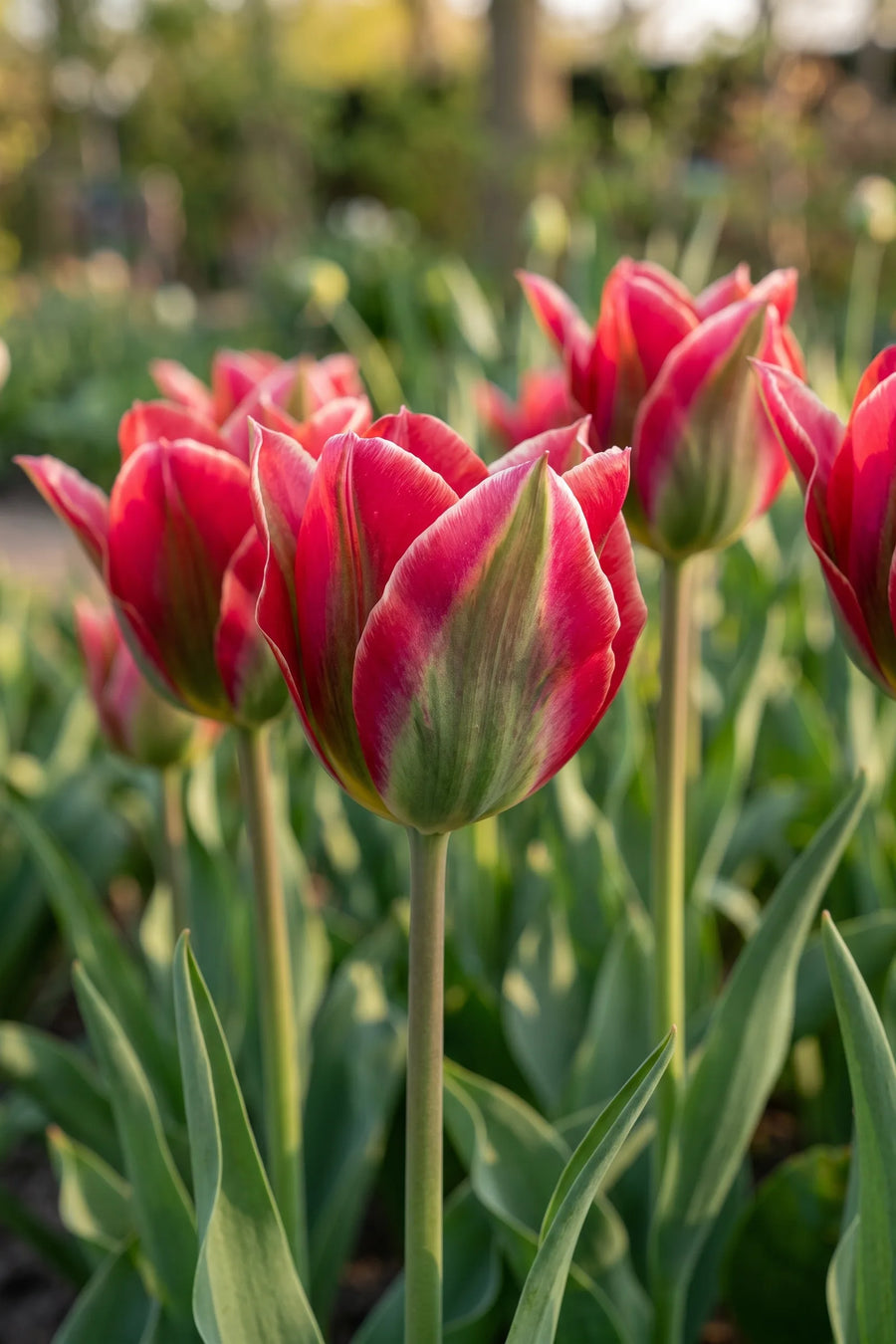 Detail van de bloemblaadjes van Tulipa Esperanto