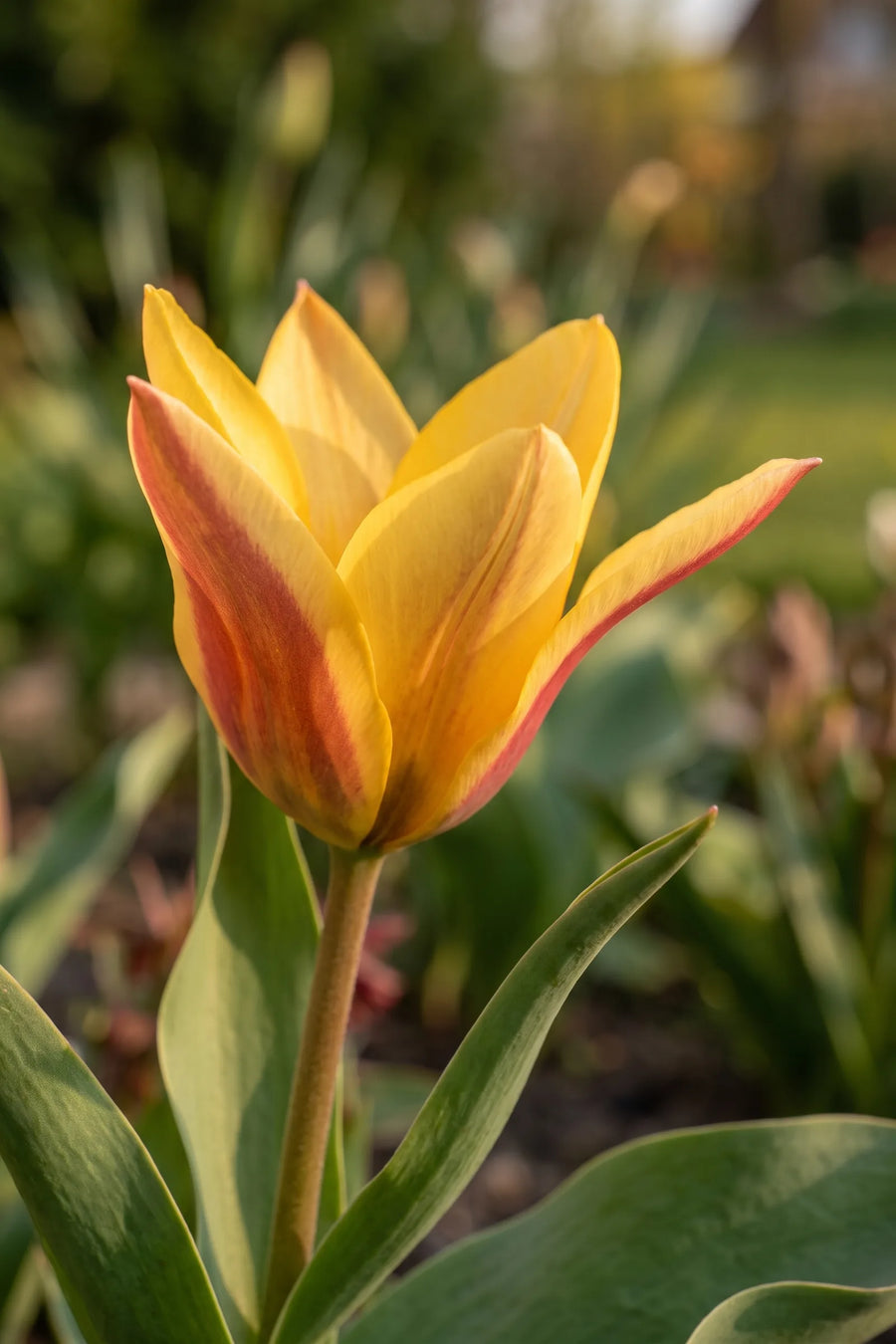 Detail van de bloemblaadjes van Tulipa Buttercup