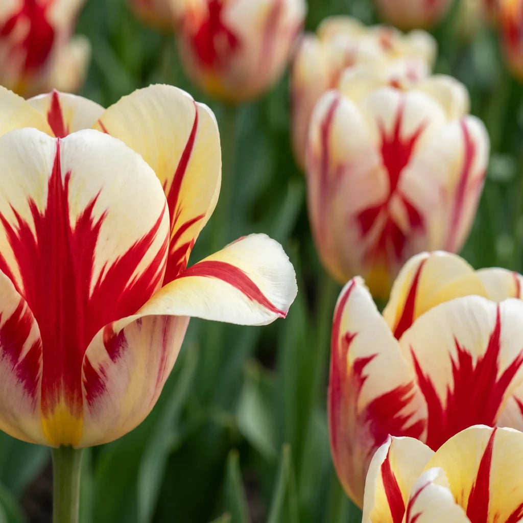 Tulipa Grand Perfection playful detail