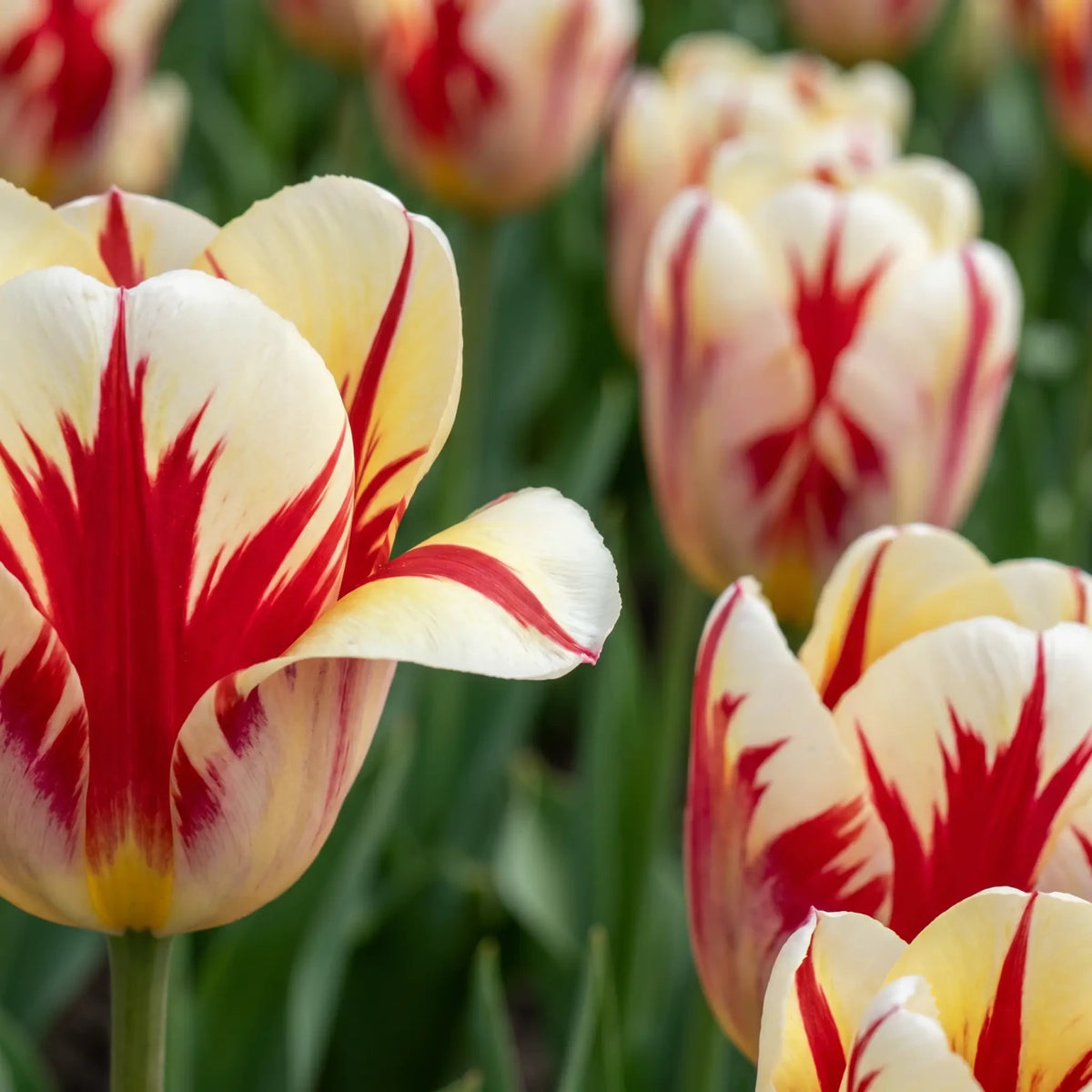 Tulipa Grand Perfection playful detail