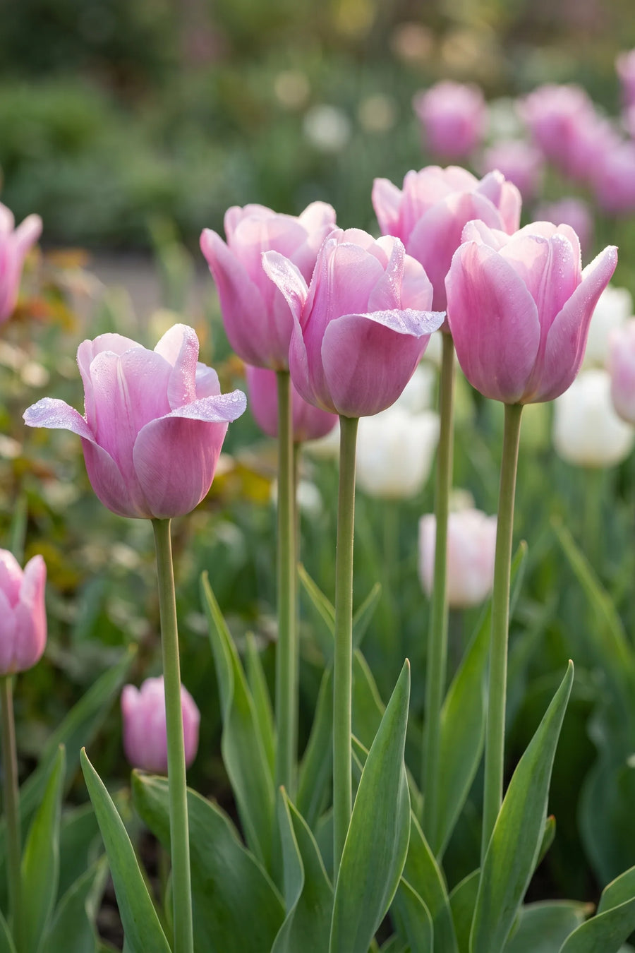 Detail van de bloemblaadjes van Tulipa Synaeda Amor