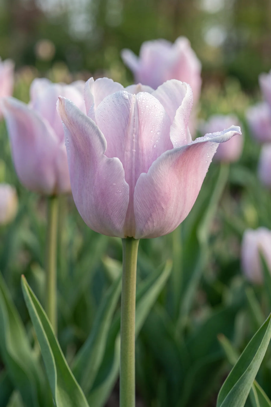 Detail van de bloemblaadjes van Tulipa Silver Cloud