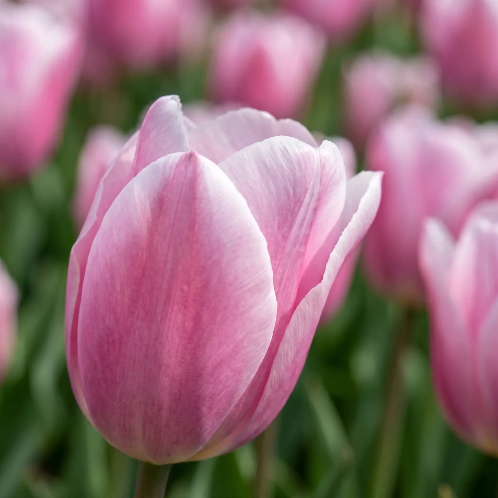 Tulipa Synaeda Amor playful detail