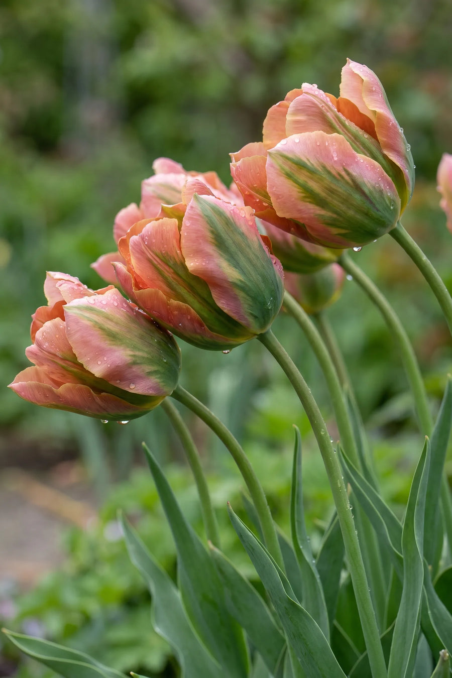 Detail van de bloemblaadjes van Tulipa Artist