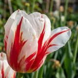 Tulipa Carnaval de Rio playful detail