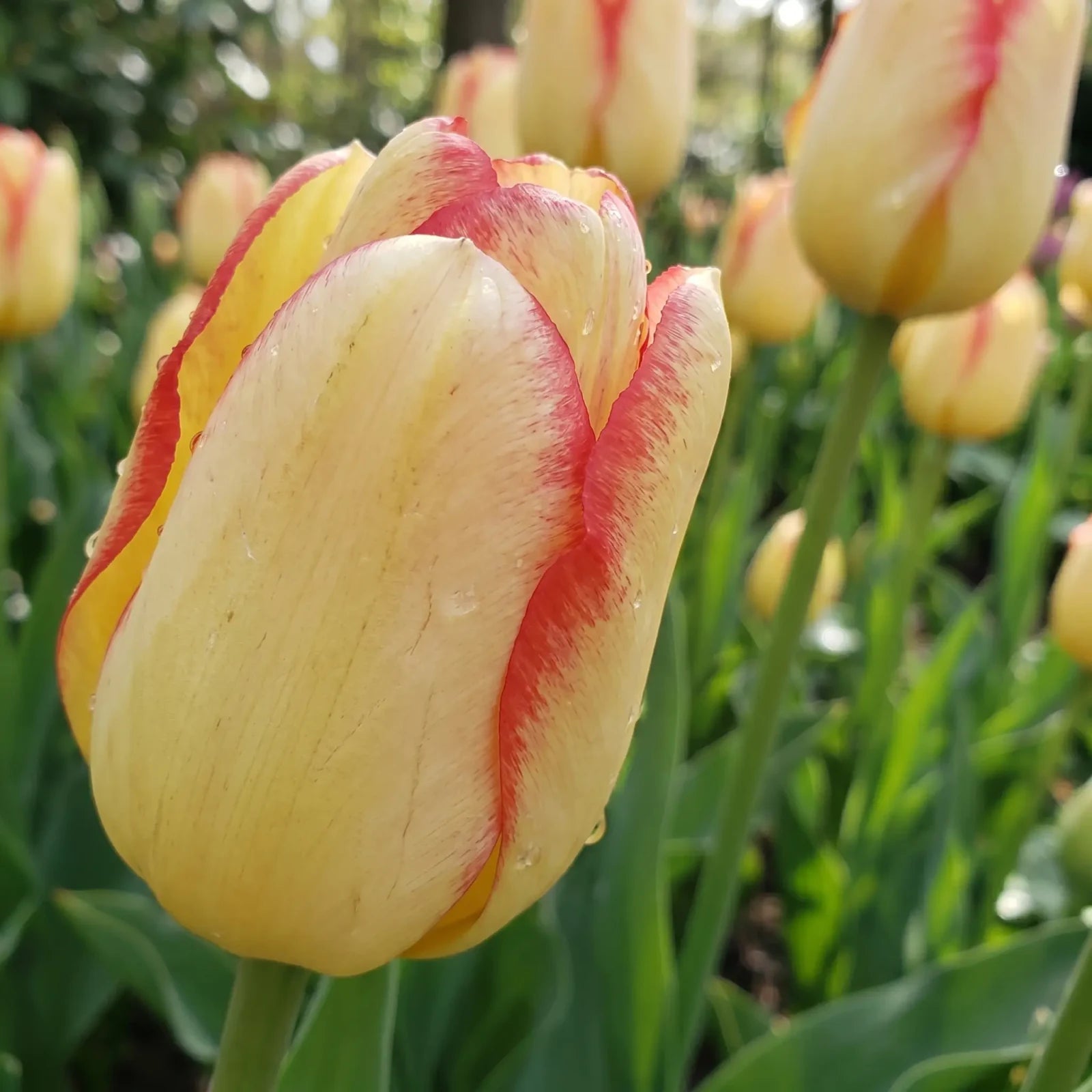 Tulipa Cape Town playful detail