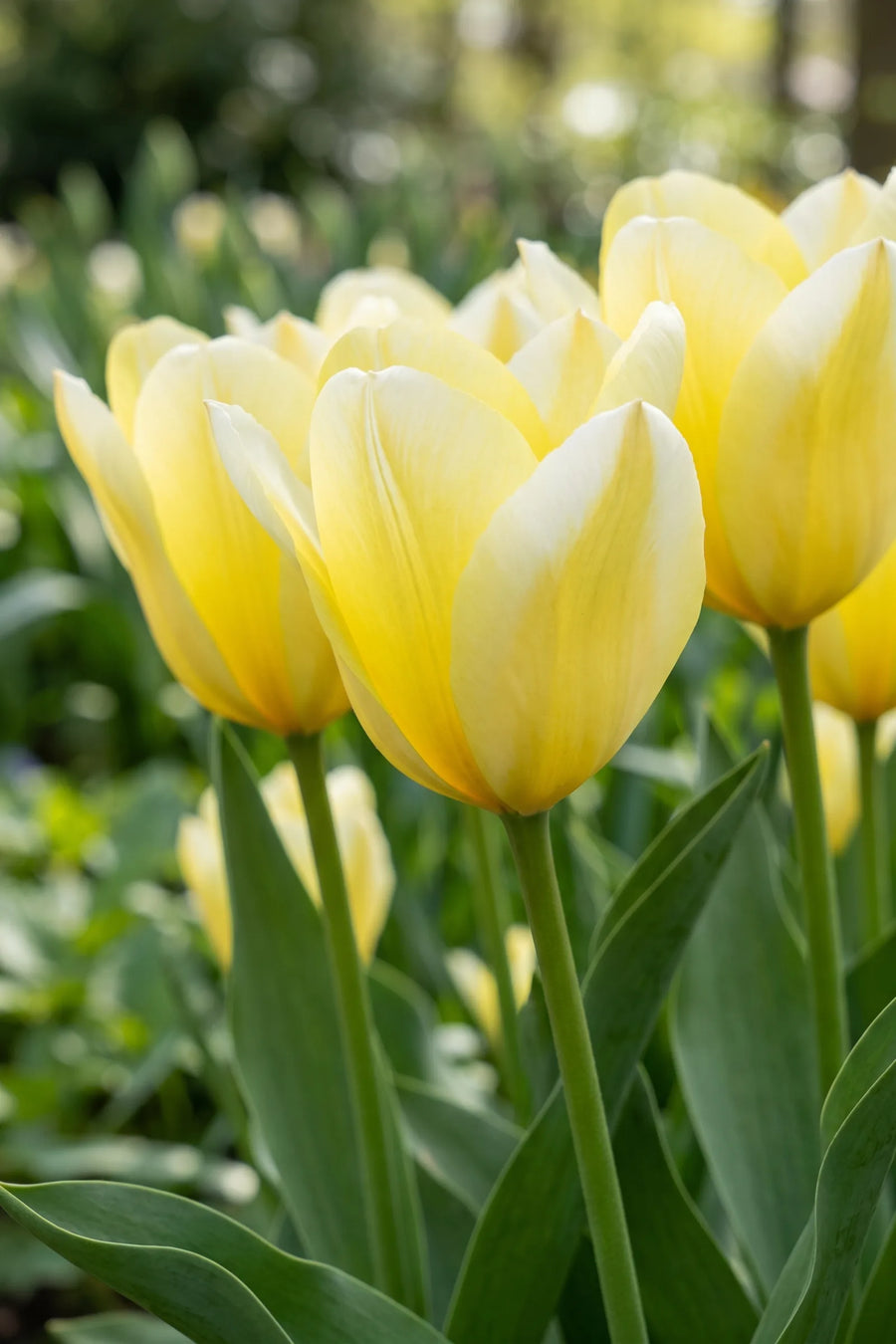 Detail van de bloemblaadjes van Tulipa Sweetheart