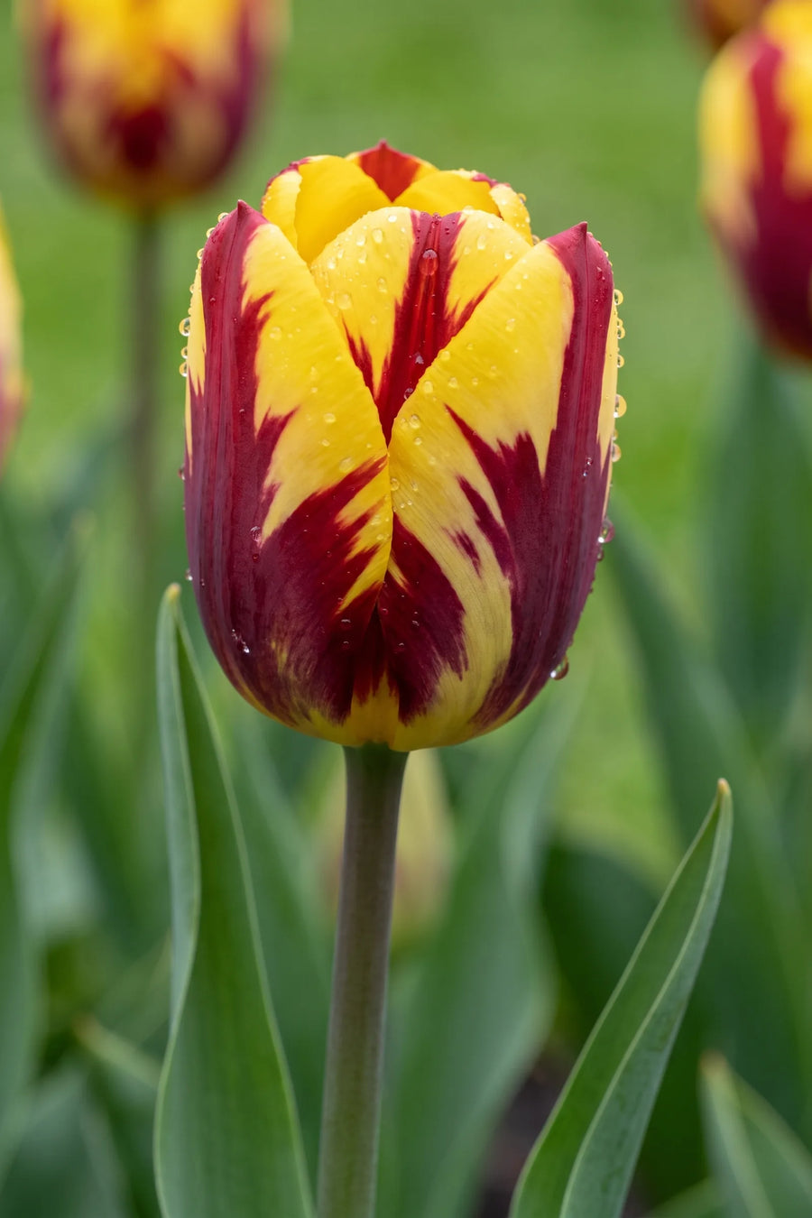 Detail van de bloemblaadjes van Tulipa Helmar
