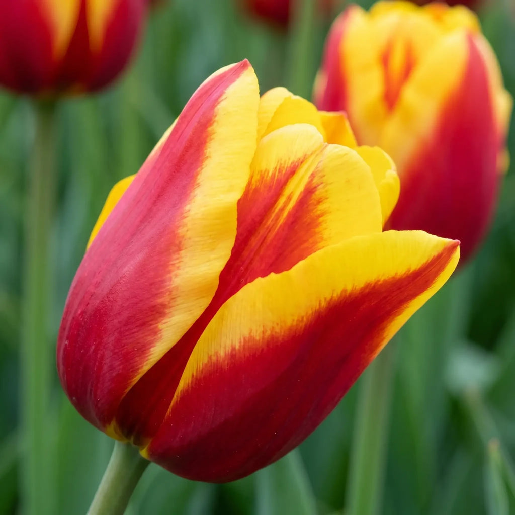 Tulipa Dow Jones playful detail
