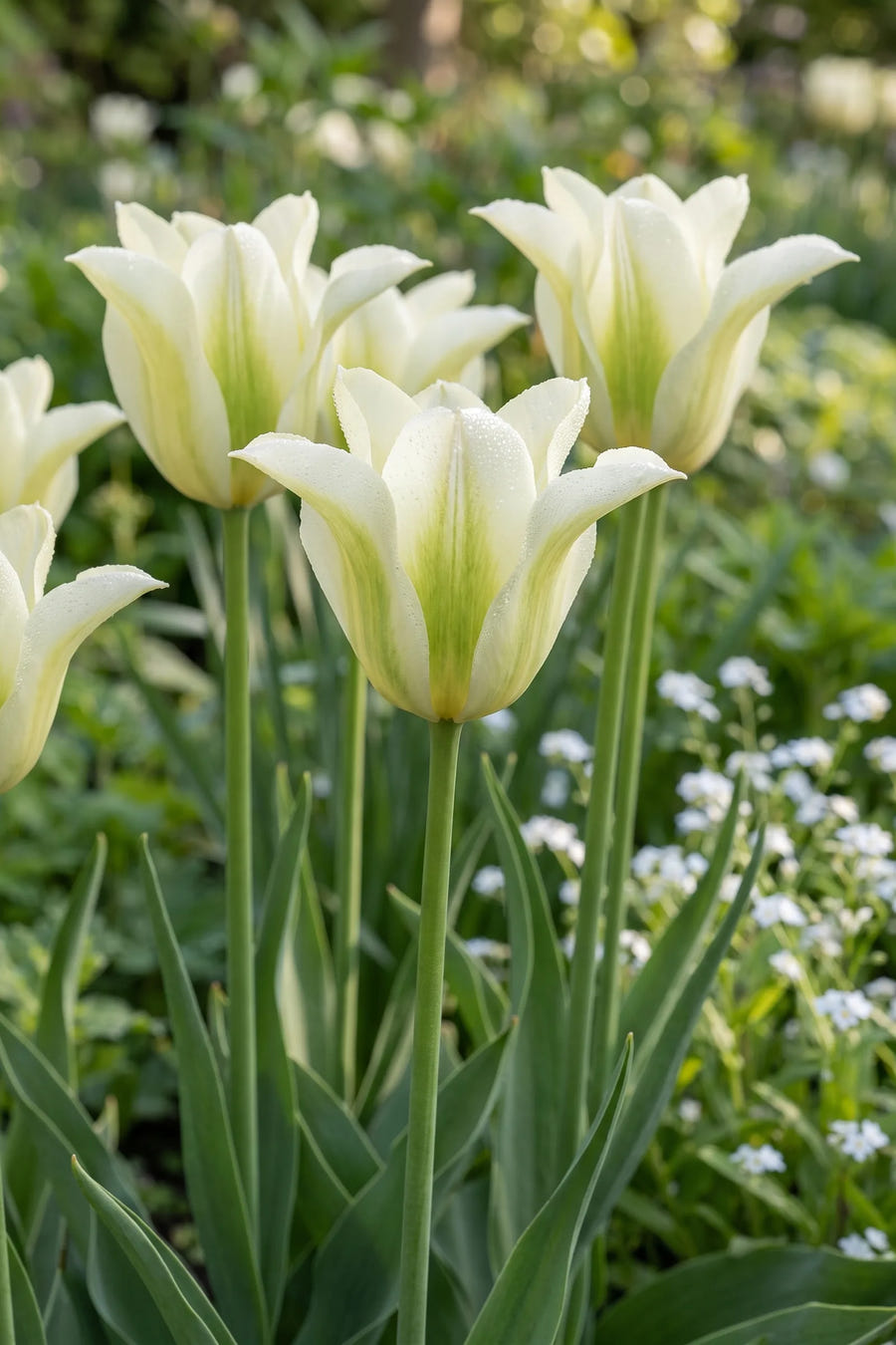 Detail van de bloemblaadjes van Tulipa Spring Green