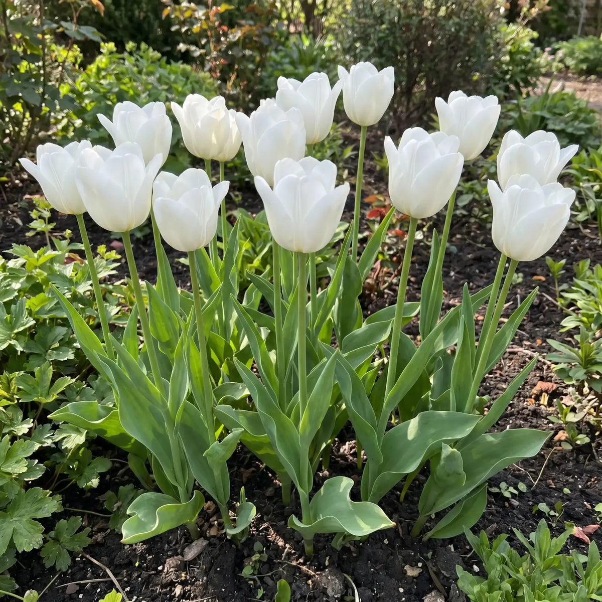 Tulipa Royal Virgin real-life garden