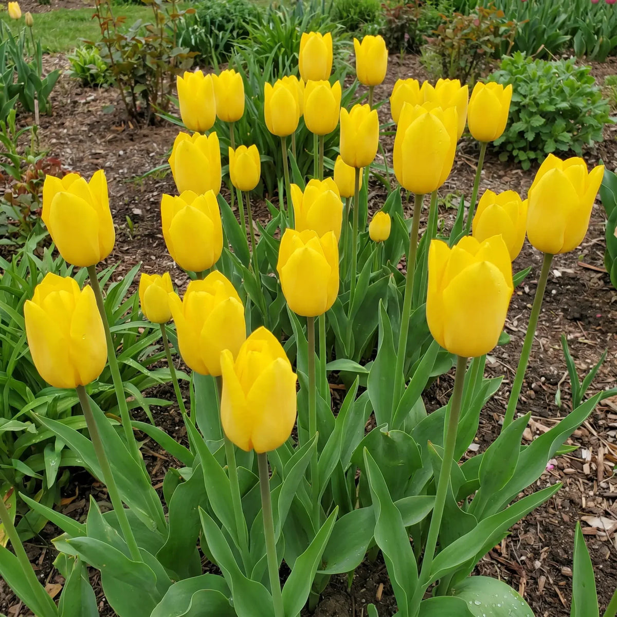 Tulipa Strong Gold real-life garden