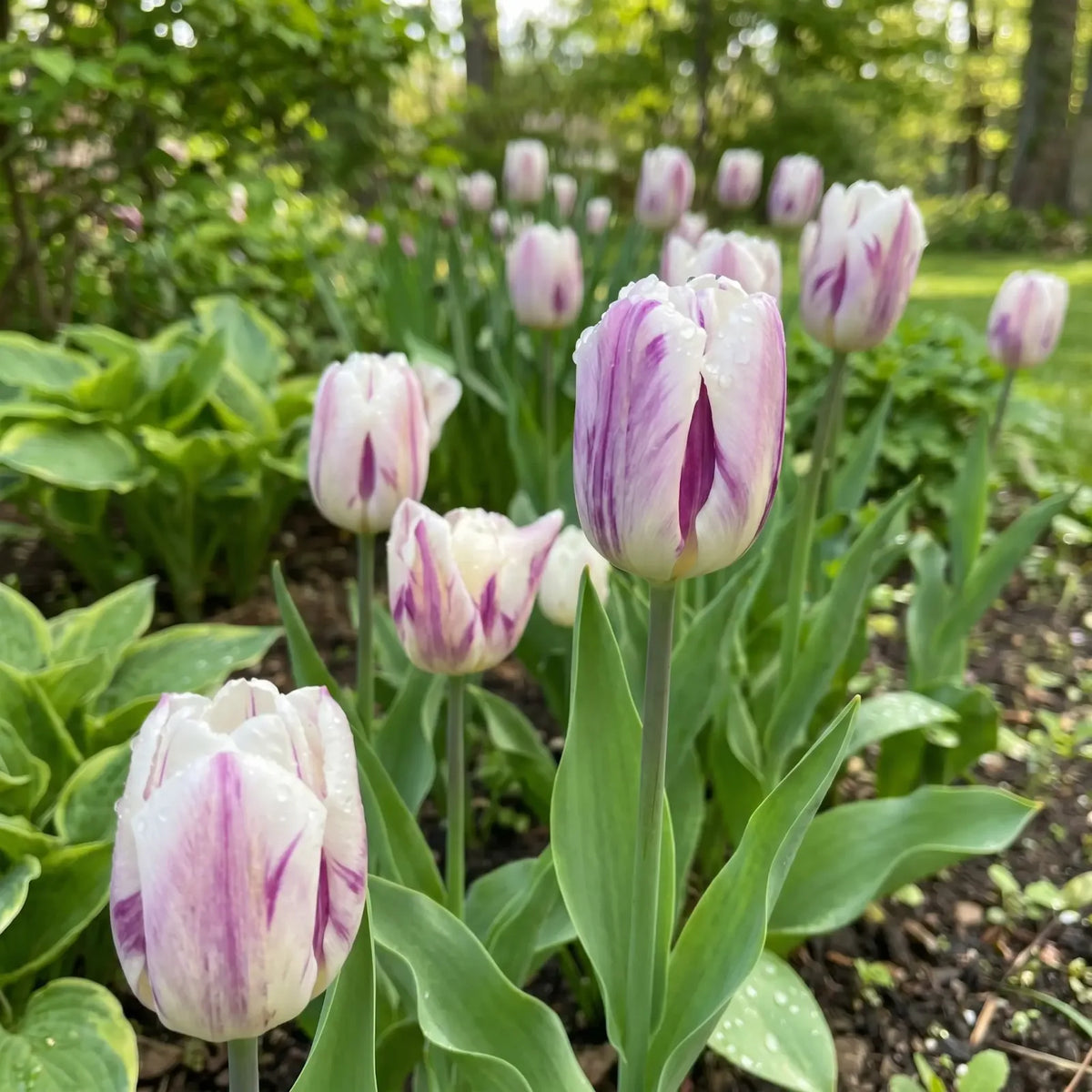 Tulipa Flaming Flag real-life garden