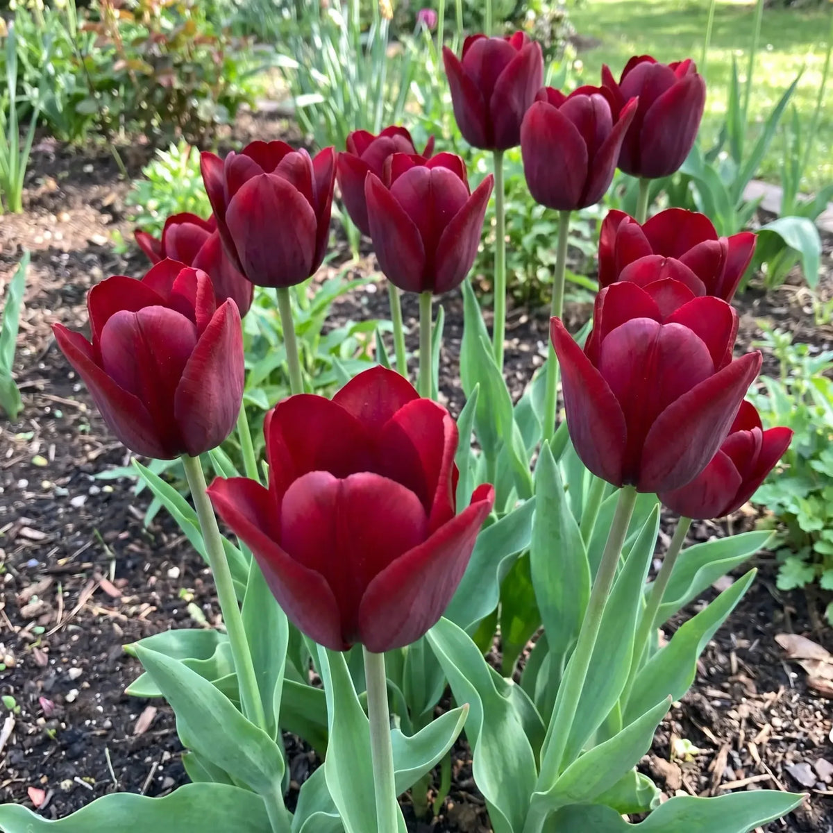 Tulipa National Velvet real-life garden