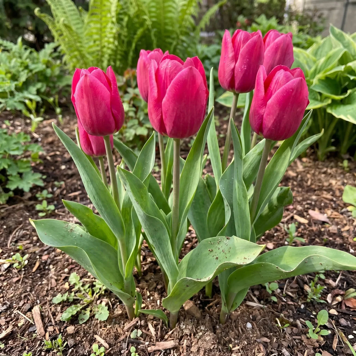 Tulipa Pink Ardour real-life garden