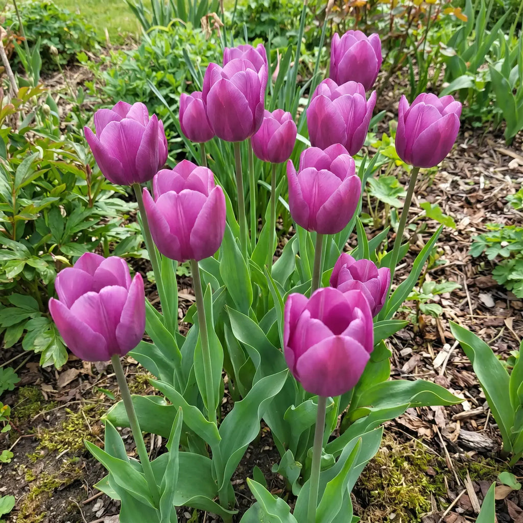Tulipa Purple Prince real-life garden
