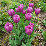 Tulipa Purple Prince real-life garden