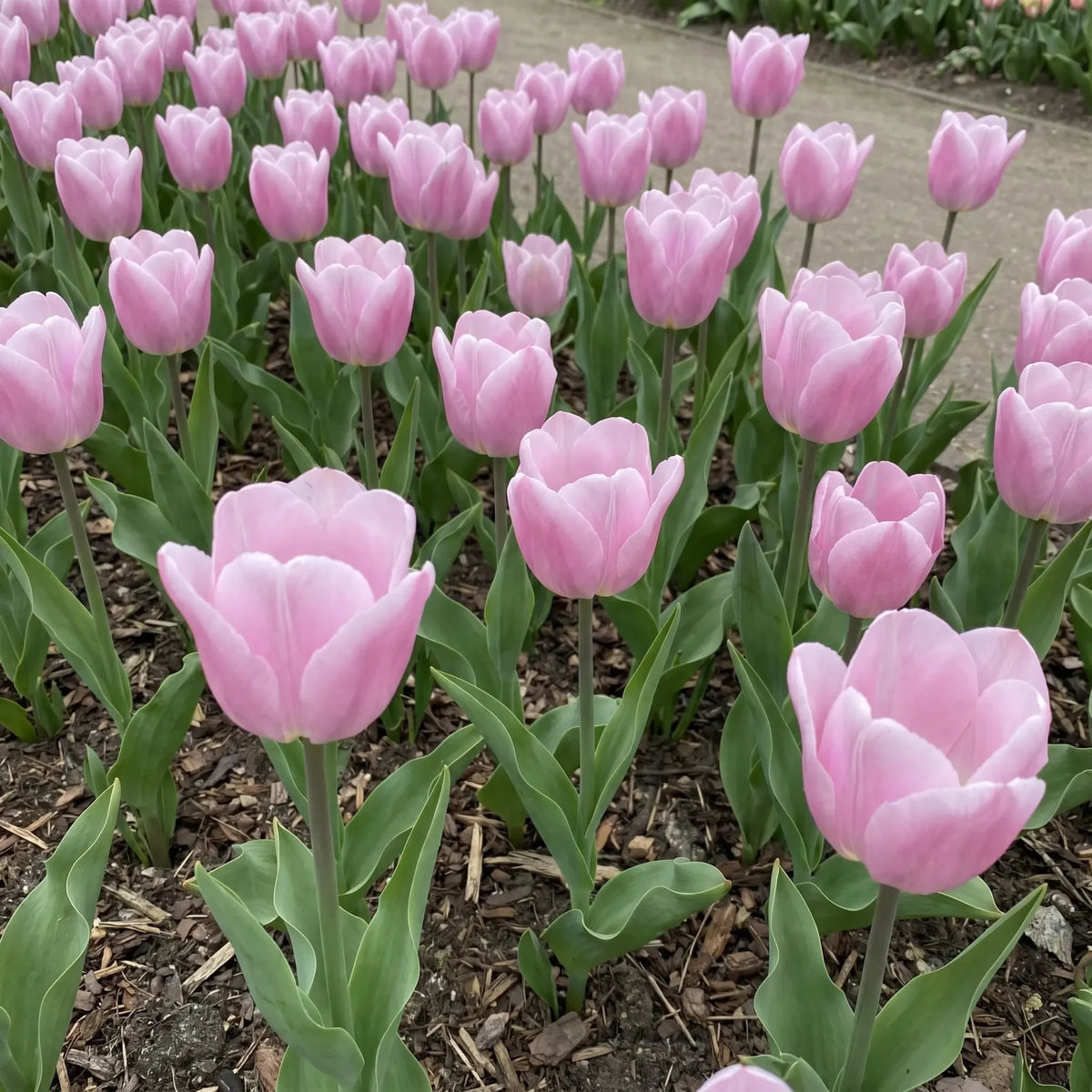 Tulipa Synaeda Amor real-life garden