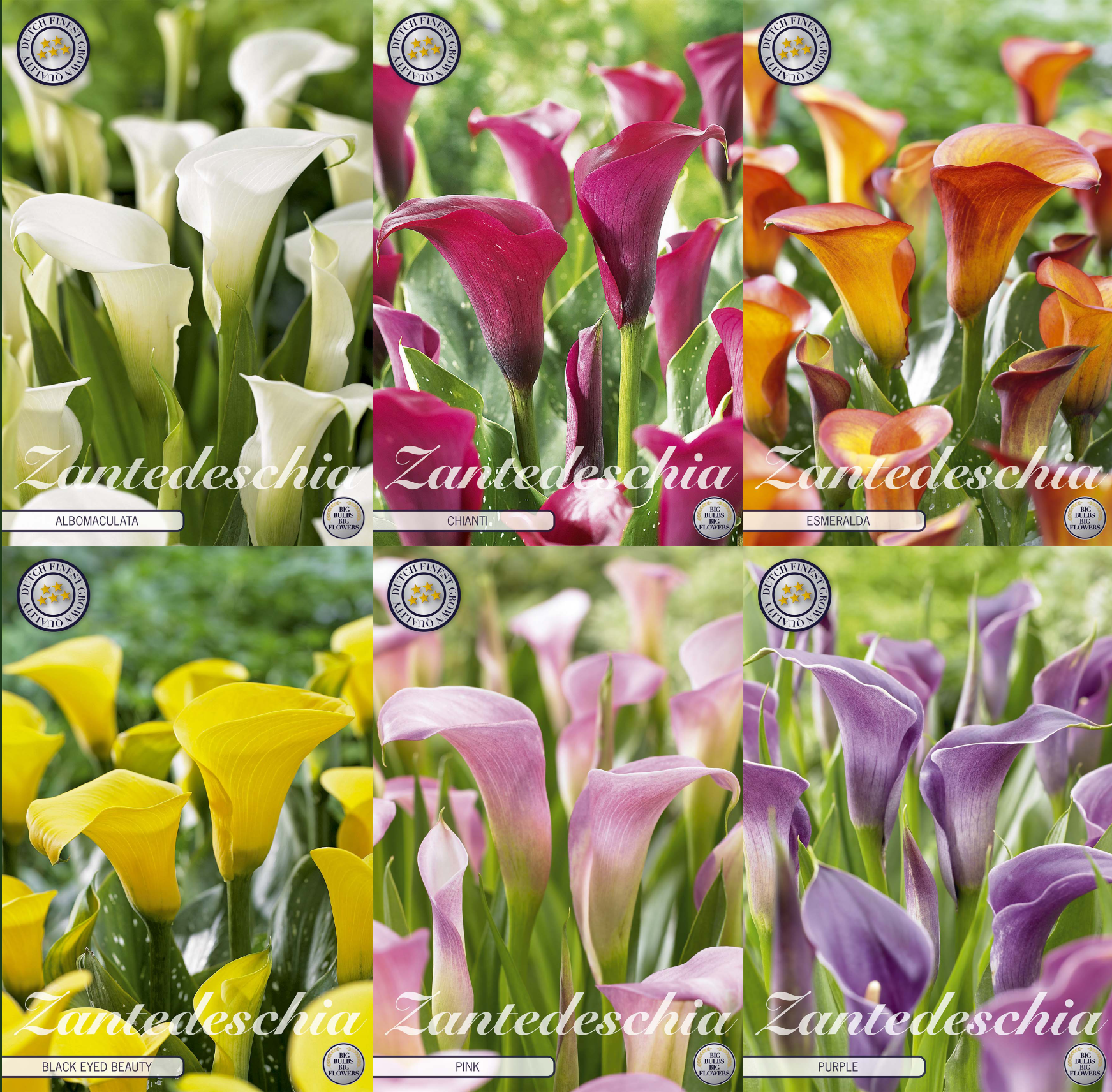 Calla (Zantedeschia) – Klassische Farben