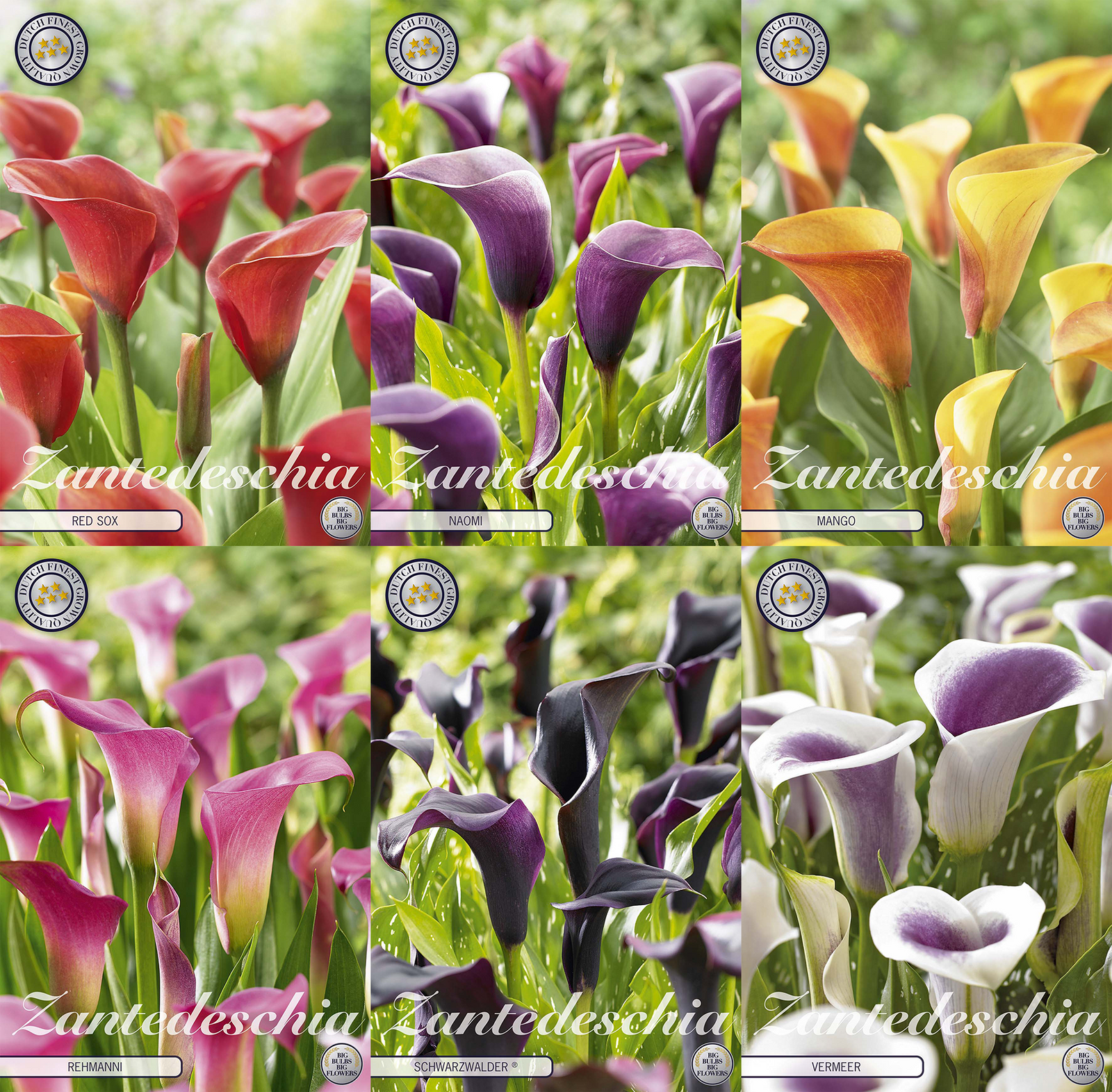 Calla (Zantedeschia) – Satte Farbtöne