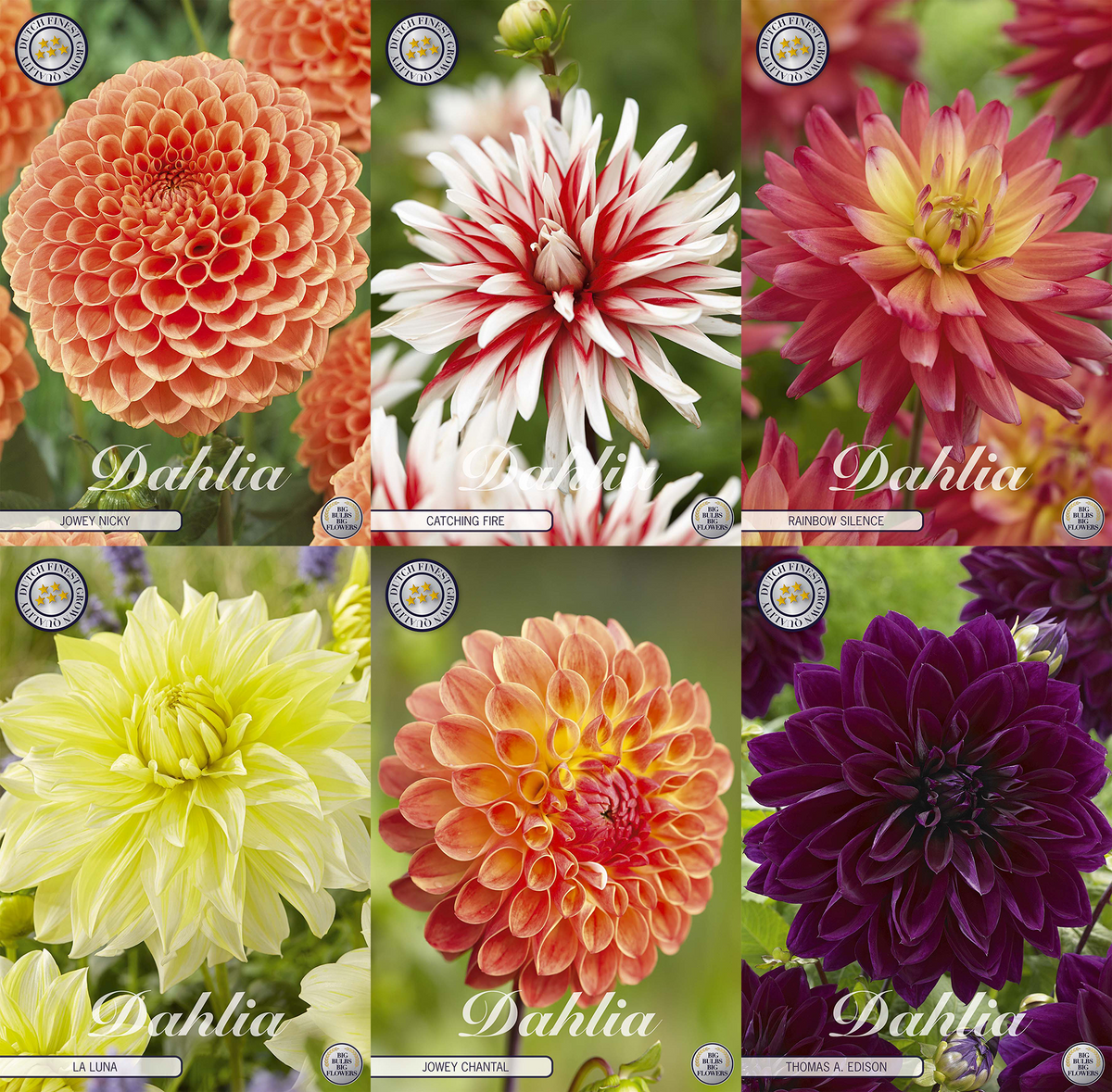 Dahlia-Farbenparade