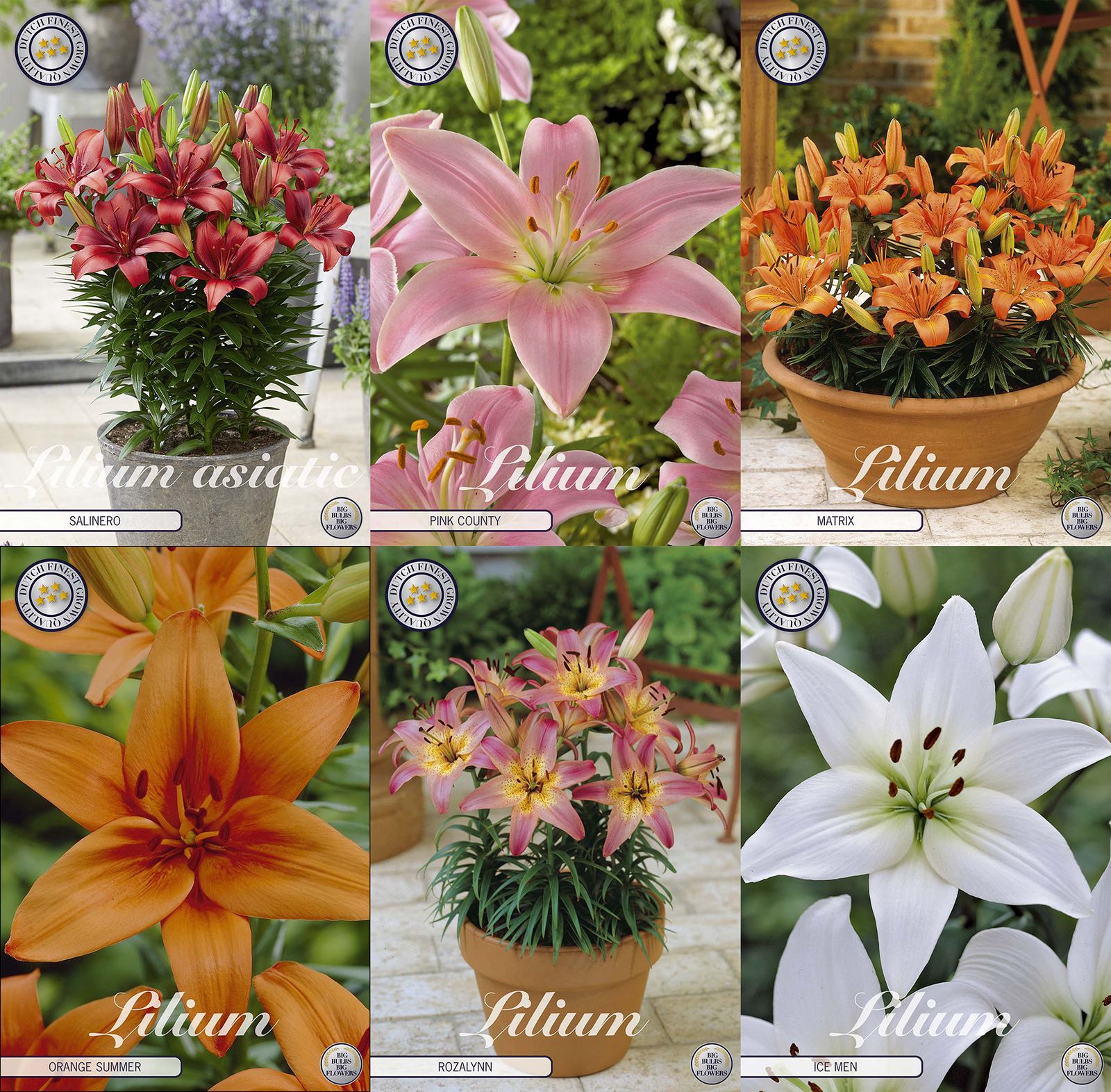 Lilien – Kompakt