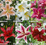 Lilien rein