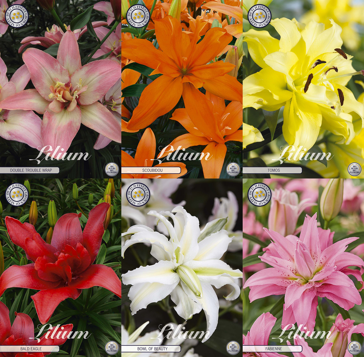 Lily Pots – Premium