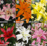 Lily Pots – Premium