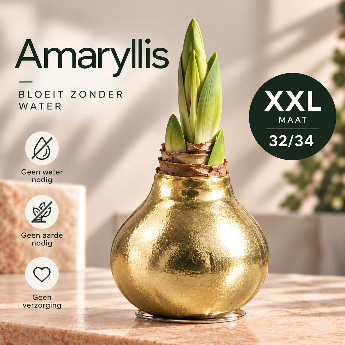 Amaryllis Golden Wax