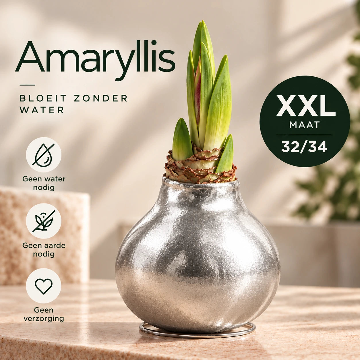 Amaryllis Silver Wax