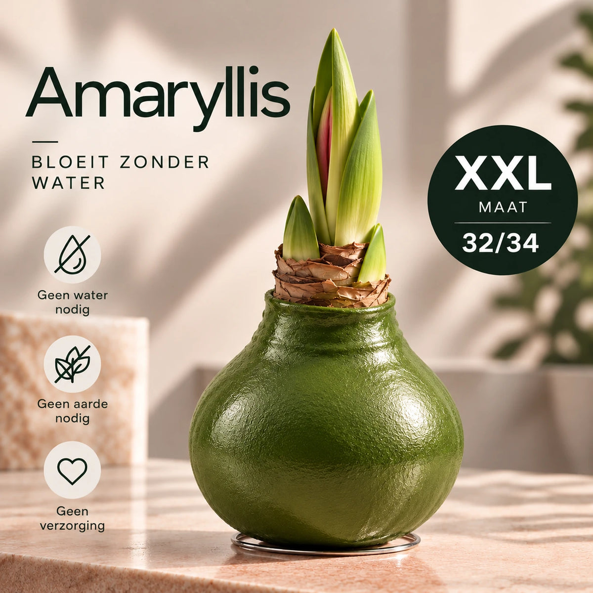 Amaryllis Green Wax