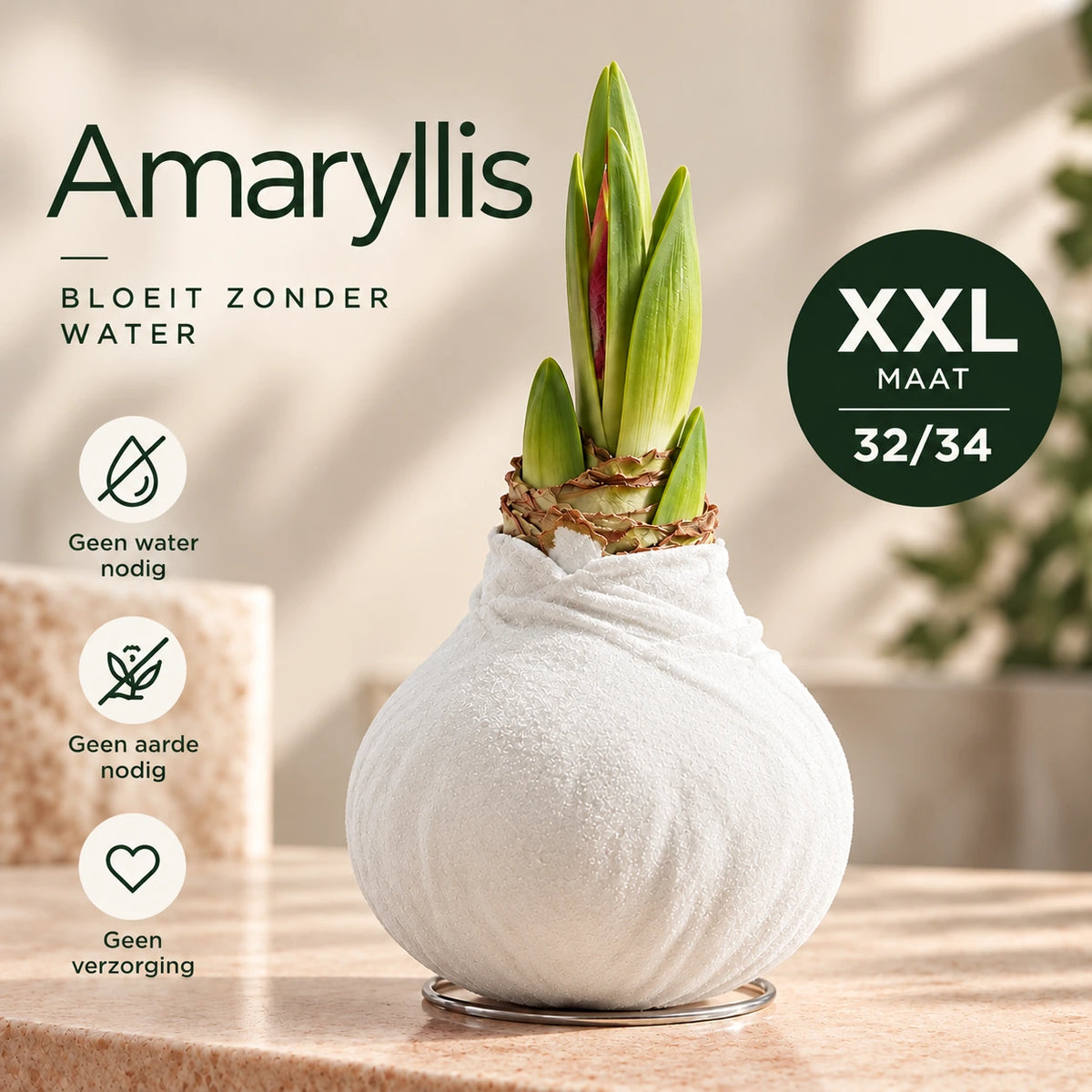 Amaryllis White Velvet Wax