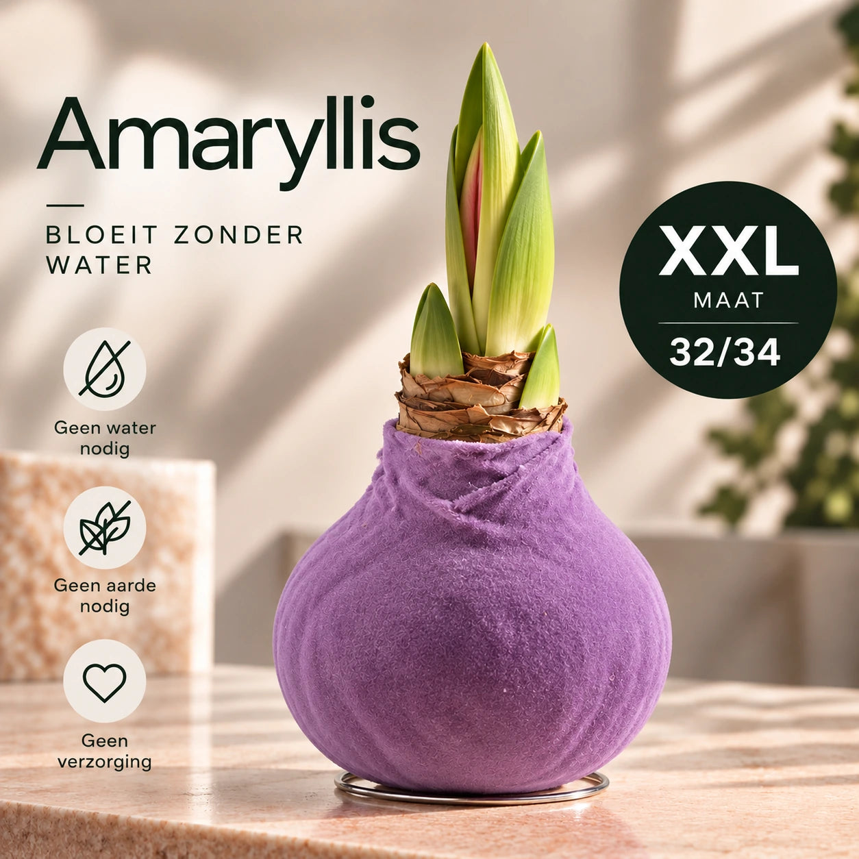 Amaryllis Lila Velvet Wax