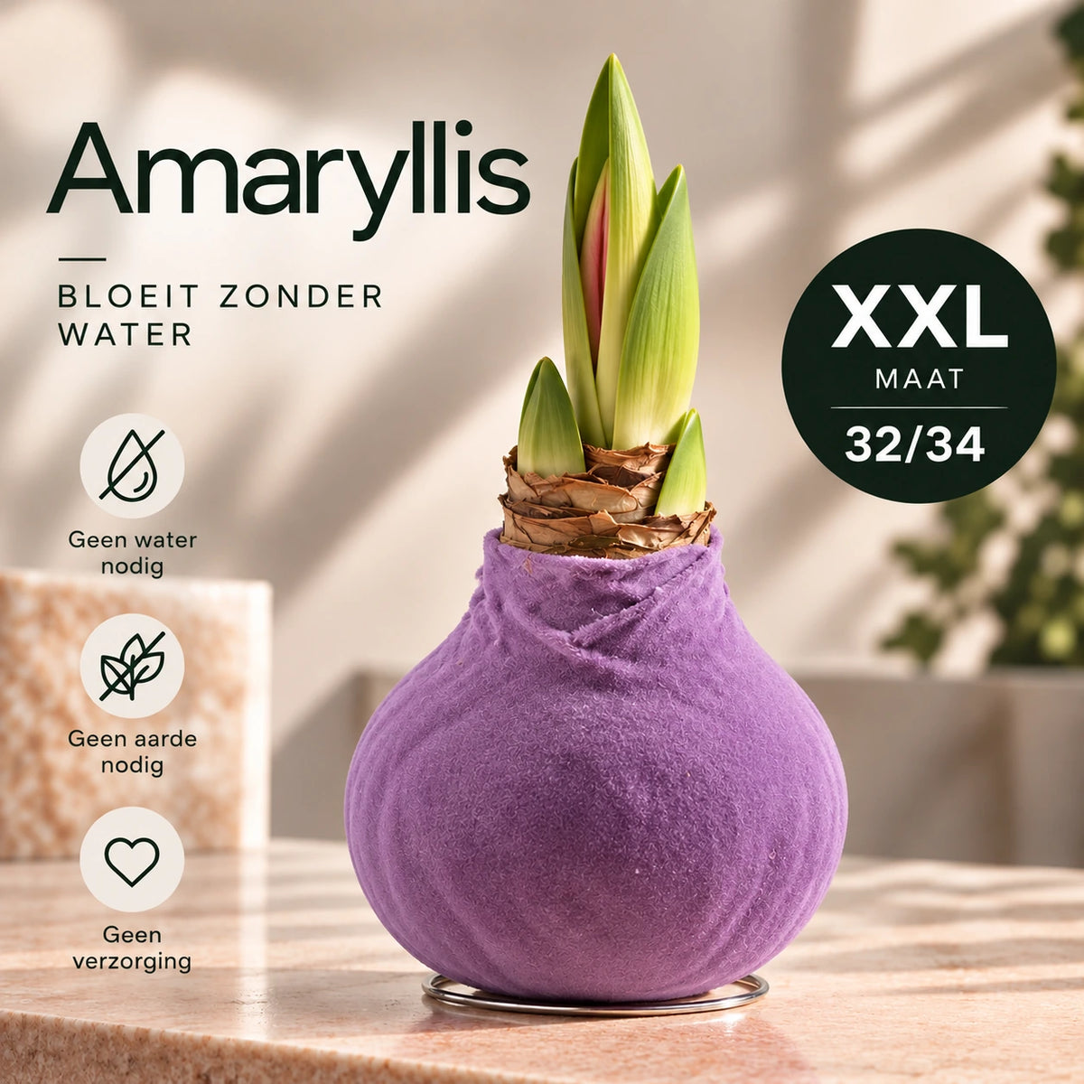 Amaryllis Lila Velvet Wax