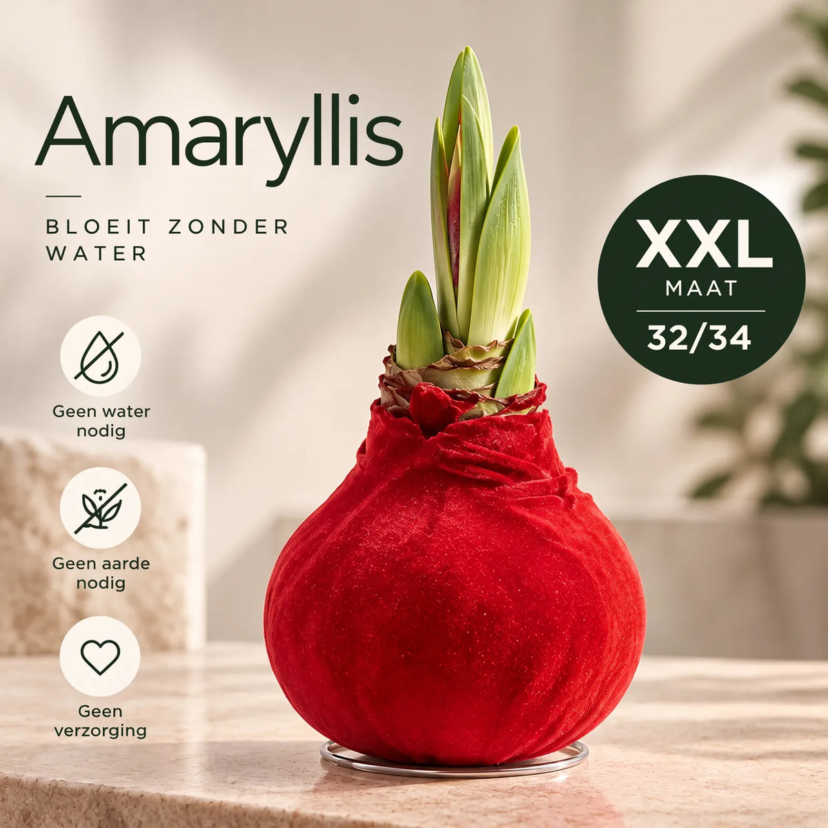 Amaryllis Red Velvet Wax