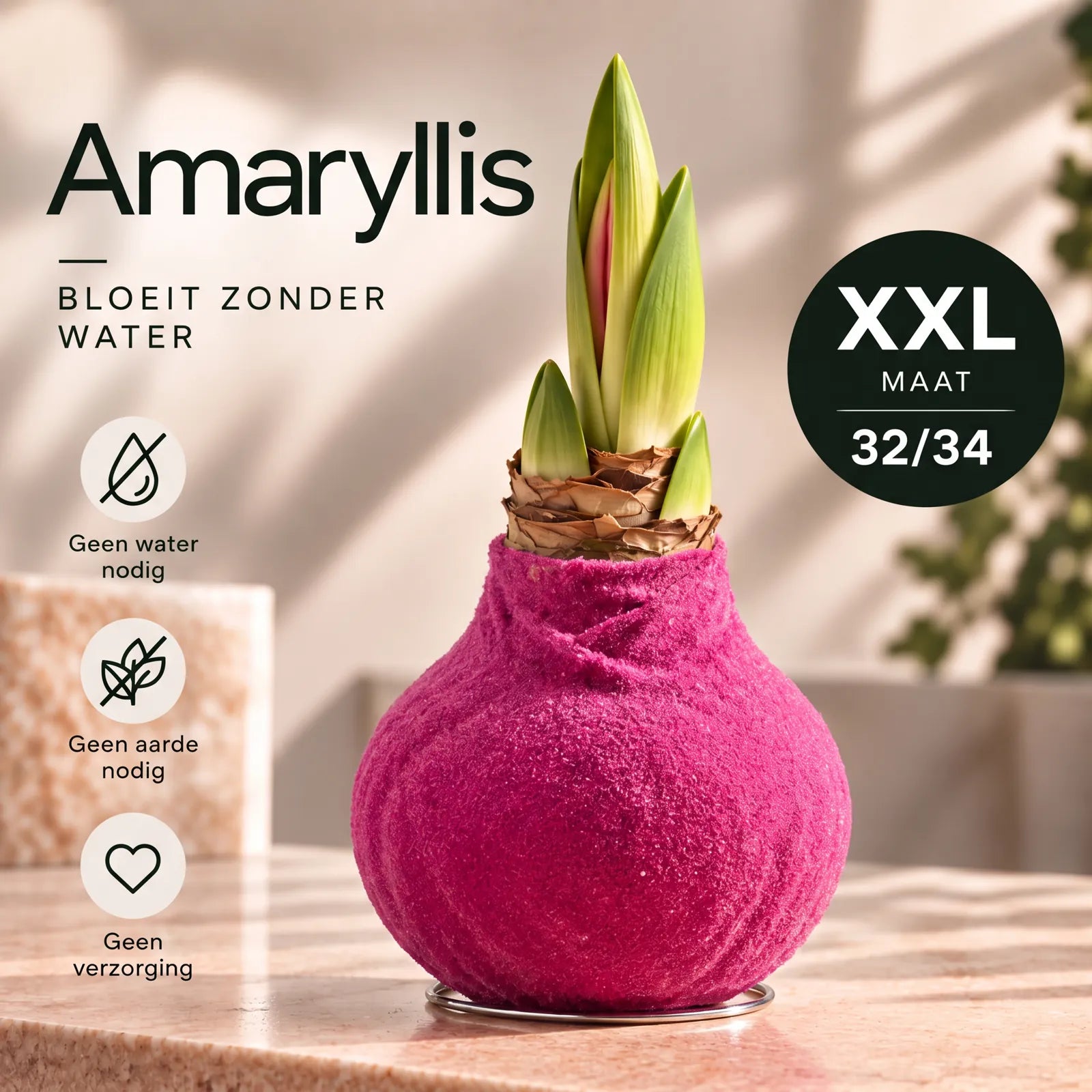 Hippeastrum Pink Velvet Wax