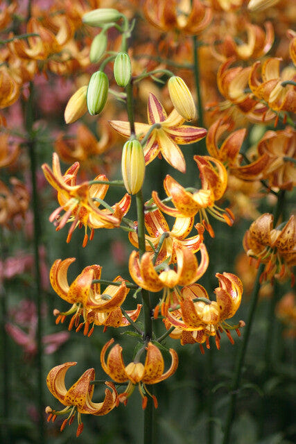 Lilium Martagon Sunny Morning