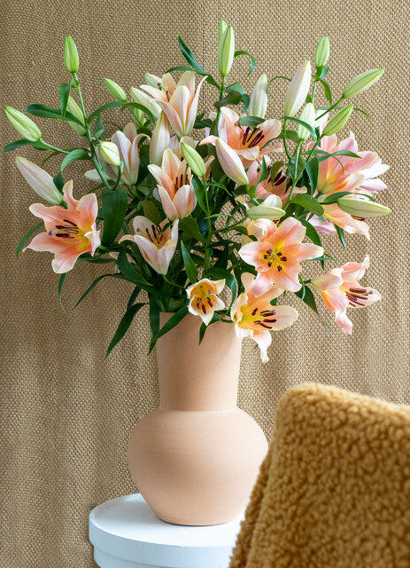 Lilium Zelmira