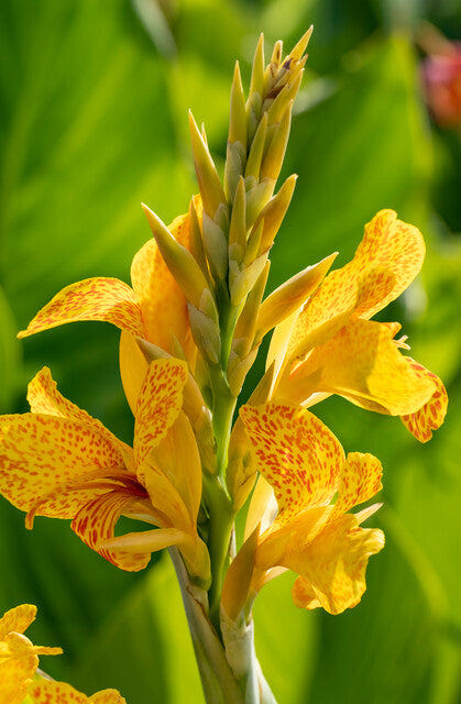 Canna 'Picasso'