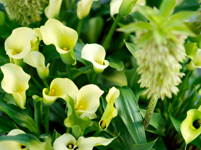 Zantedeschia Black Eyed Beauty