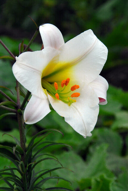 Lilium Regale