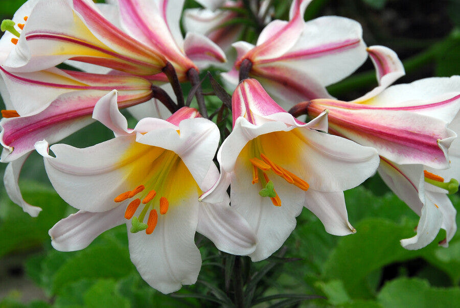 Lilium Regale