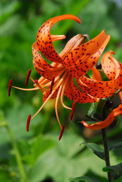 Lilium Tigriin Splendens