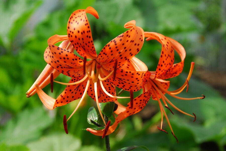 Lilium Tigriin Splendens