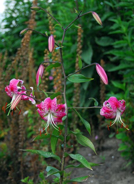 Lilium Spec Rubrum