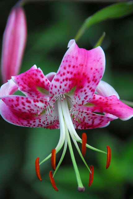 Lilium Spec Rubrum