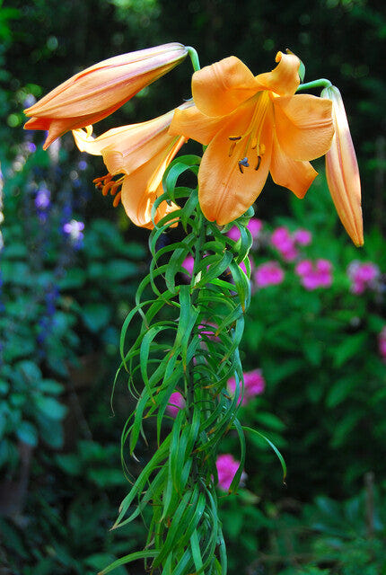 Lilium African Queen